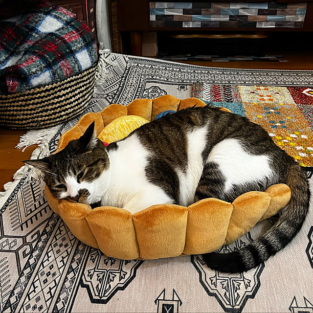 jijiさんの実例写真