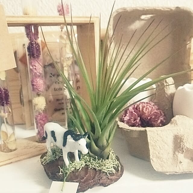 miiさんの実例写真
