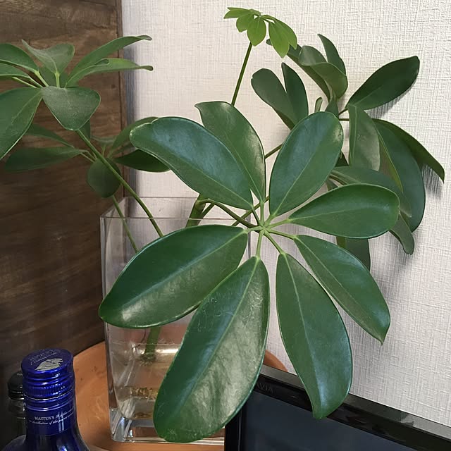 Ryokoさんの実例写真