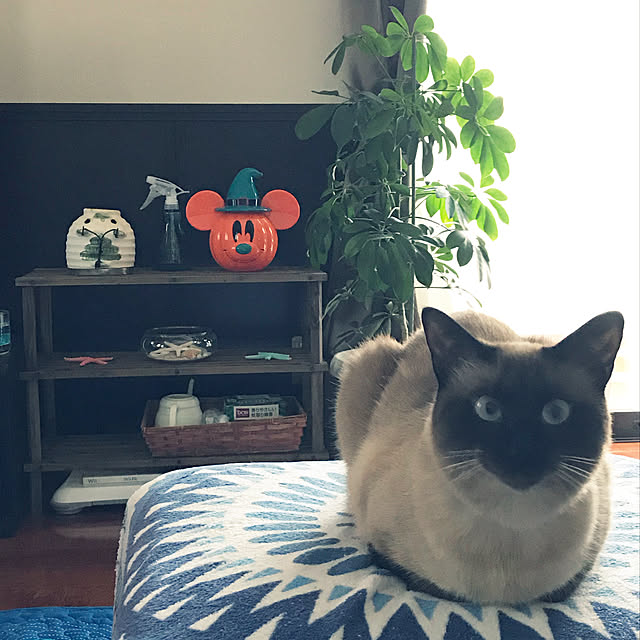 shi622さんの実例写真