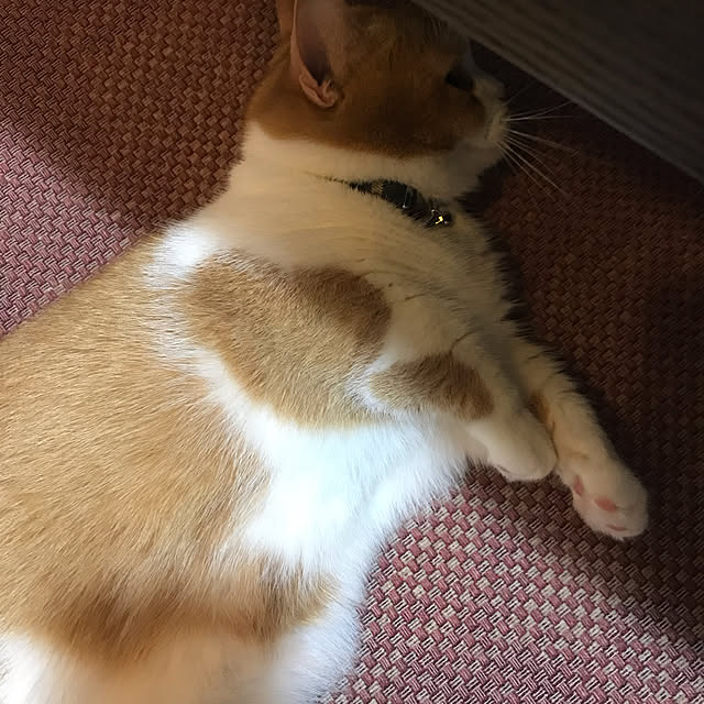 KotarouKunさんの実例写真