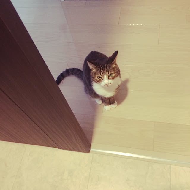 ayapiiiiceさんの実例写真