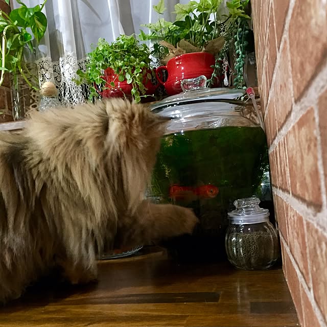 butachanさんの実例写真