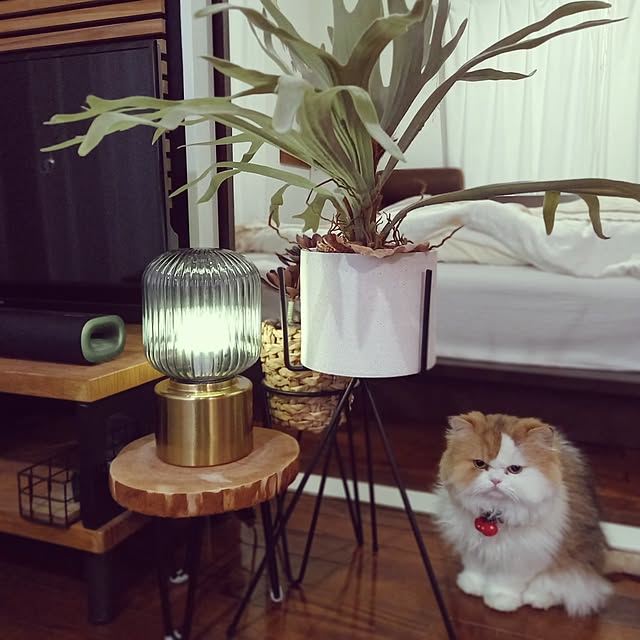 amutantanさんの実例写真