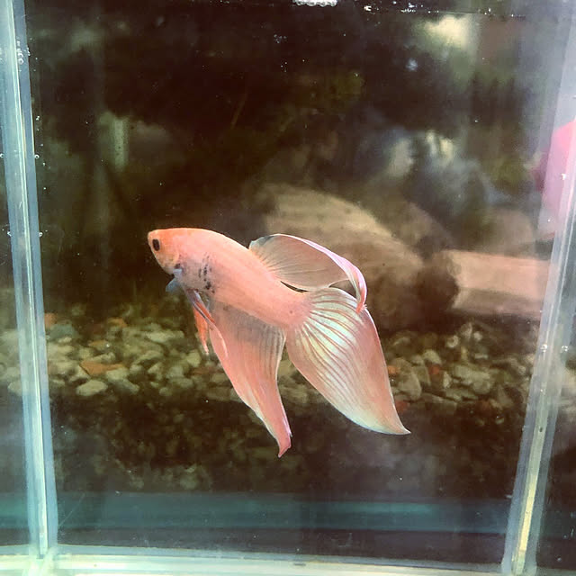 SHOさんの実例写真
