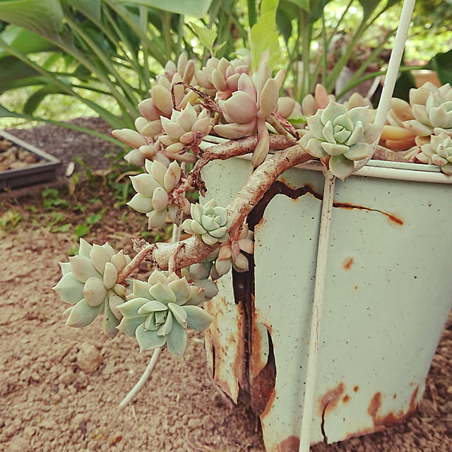 sakuさんの実例写真