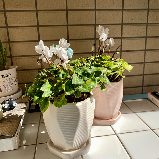 YuuKoさんの実例写真