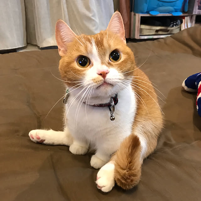 KotarouKunさんの実例写真