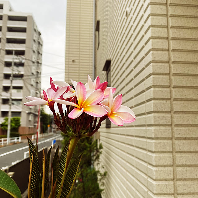 ryokoさんの実例写真