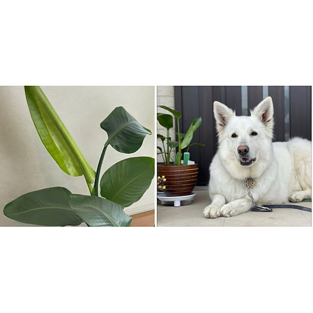 manekinekoさんの実例写真