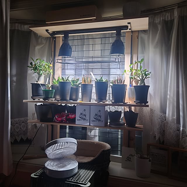 tropical_happy_lifeさんの部屋