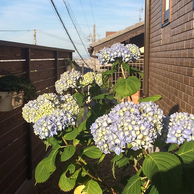 funapiiさんの実例写真