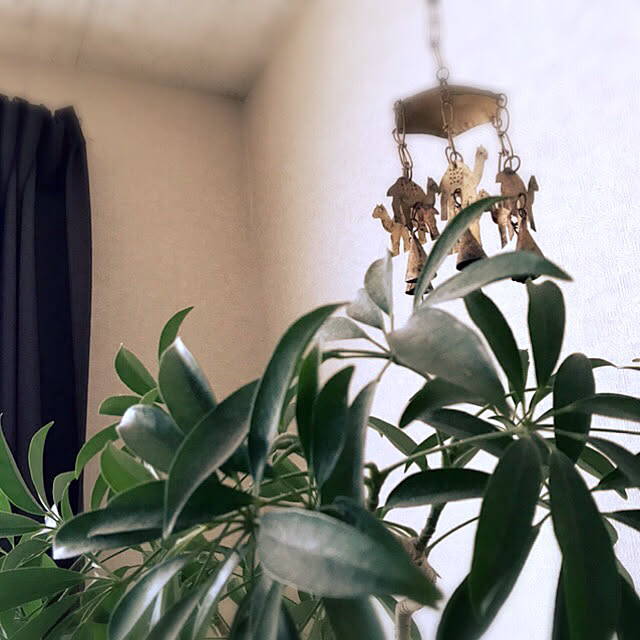 雑貨/観葉植物/壁/天井のインテリア実例 - 2020-05-12 16:12:12