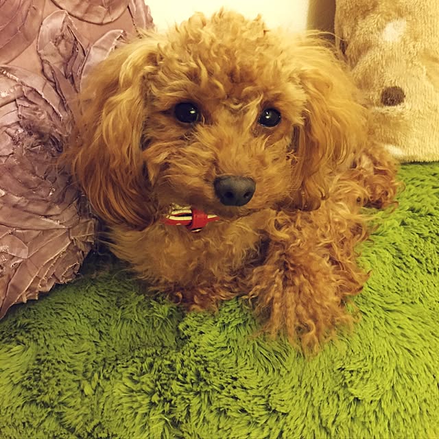 **yuu**さんの実例写真