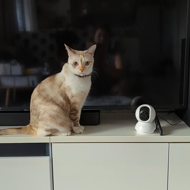 kohakuさんの実例写真