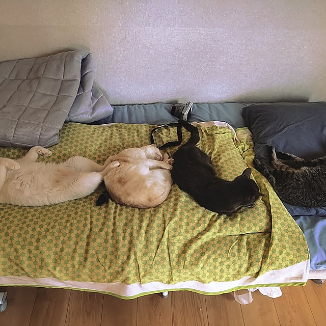 ベッド周り/ねこのいる日常/ねこ/ねこと暮らすのインテリア実例 - 2022-08-16 19:26:04