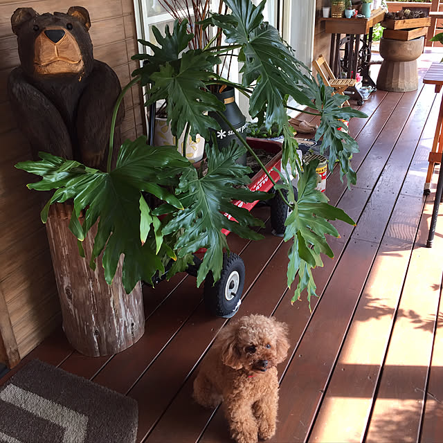 momoさんの実例写真