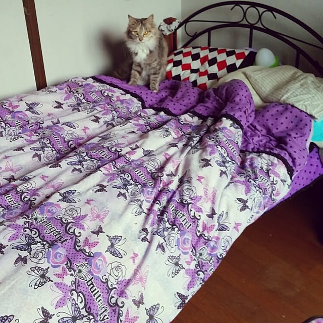 Cocoさんの実例写真