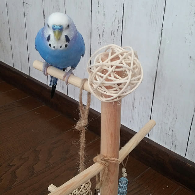 opiopiopiさんの実例写真