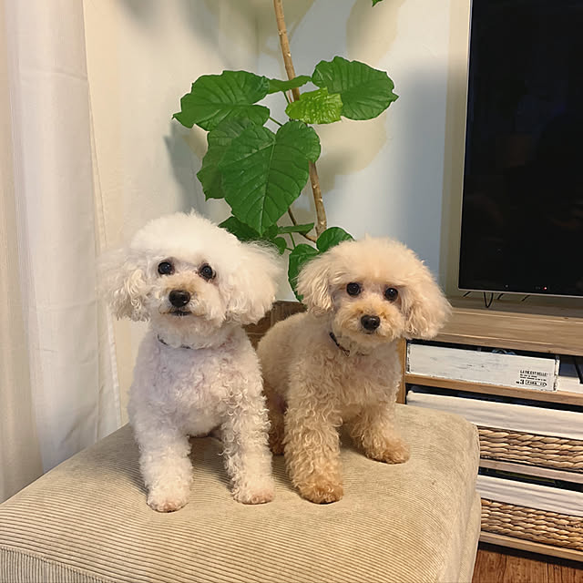akko1205さんの実例写真