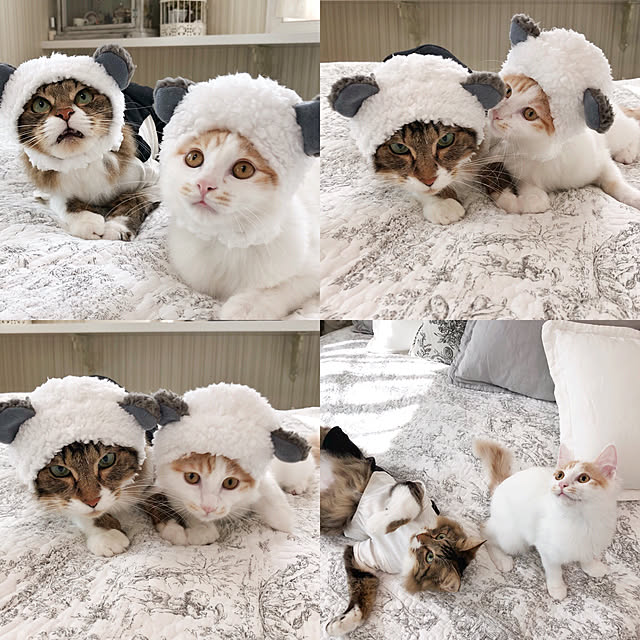 yuchiさんの実例写真