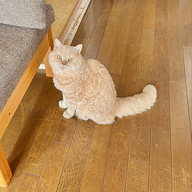 naokoさんの実例写真