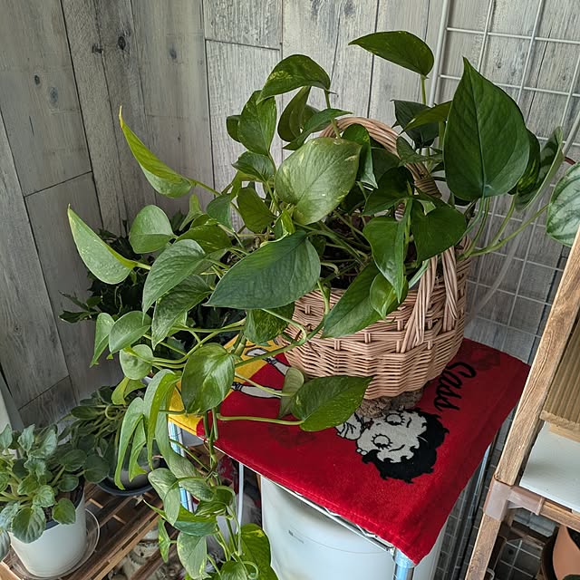 quanshanxia037さんの部屋