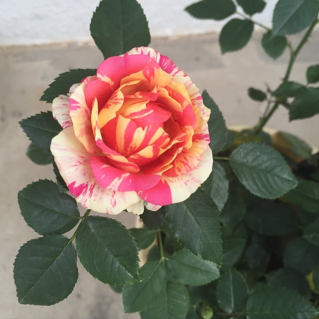 cafeaulait3735さんの実例写真
