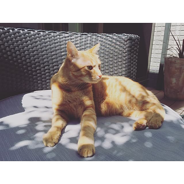 kanaaaaxxxxさんの実例写真