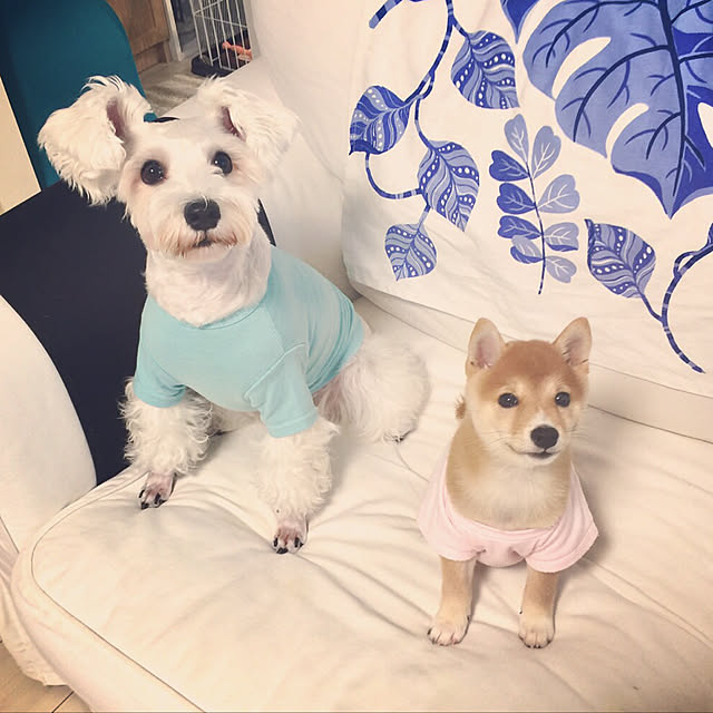 suzyさんの実例写真
