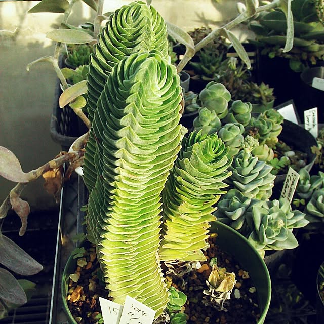 Plantexhibitionhallさんの実例写真