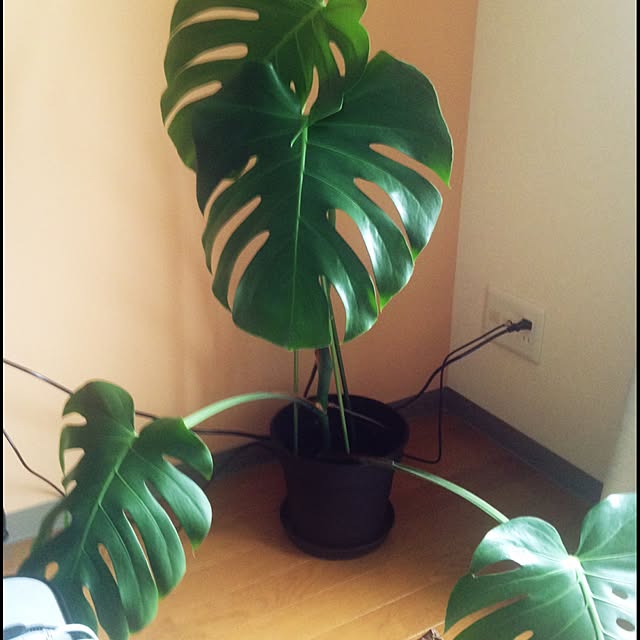 実例写真