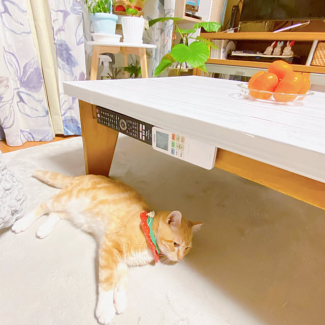 moolさんの実例写真