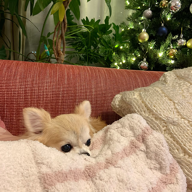 Emafuさんの実例写真