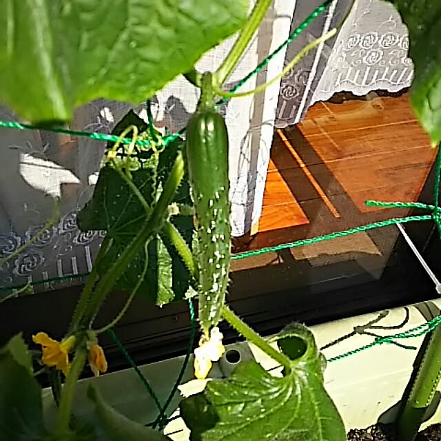 Shochanさんの実例写真