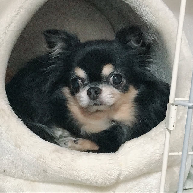 Chipさんの実例写真