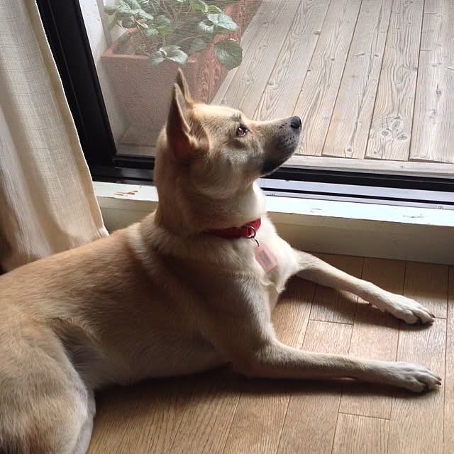 leonaさんの実例写真