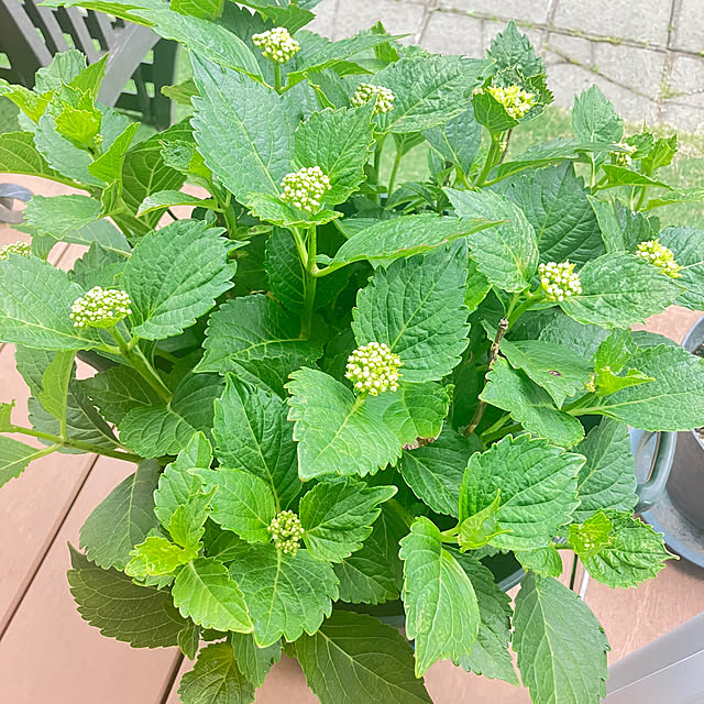flowerさんの実例写真