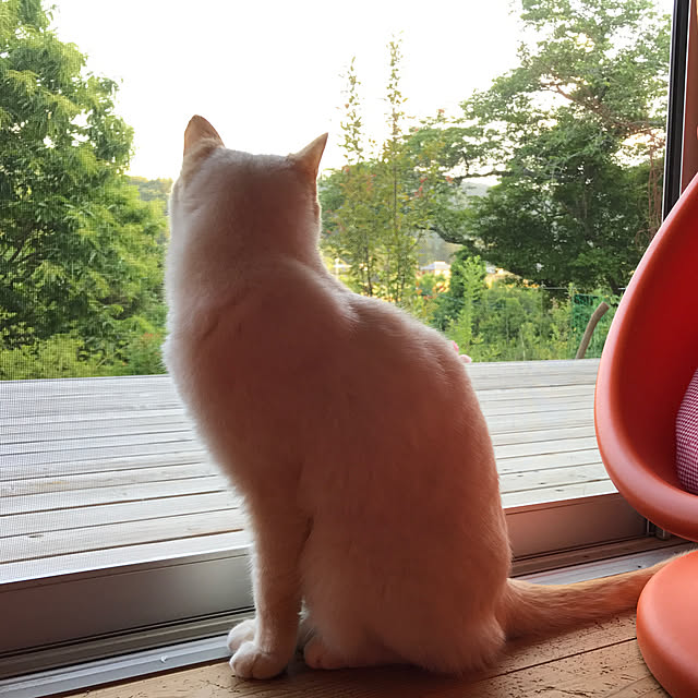 sakurasakuさんの実例写真
