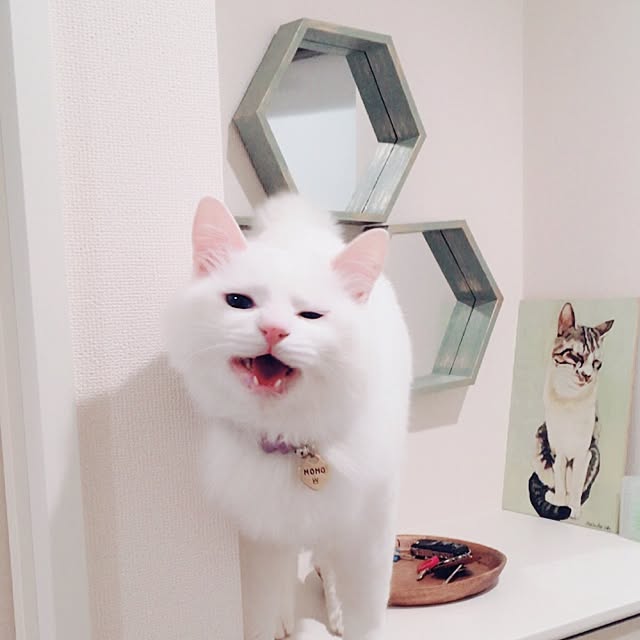 miSaさんの実例写真