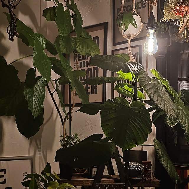 CYNOSさんの実例写真