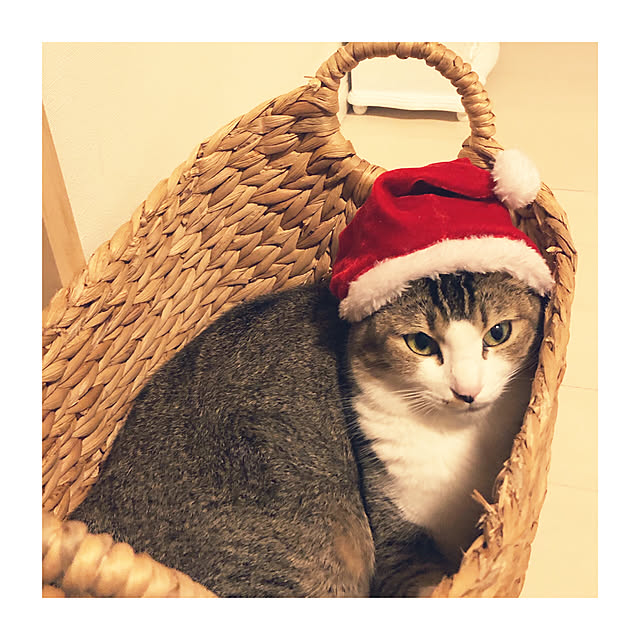 nekomiさんの実例写真