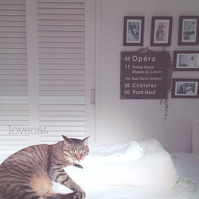 lovecatさんの実例写真