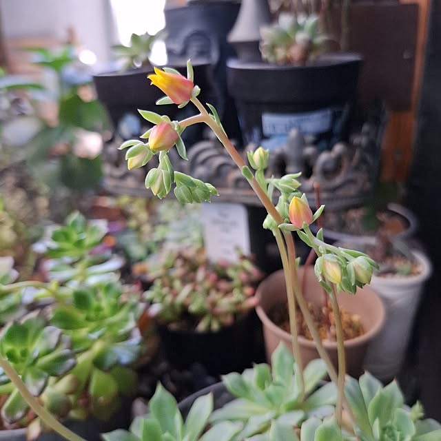 noaさんの部屋