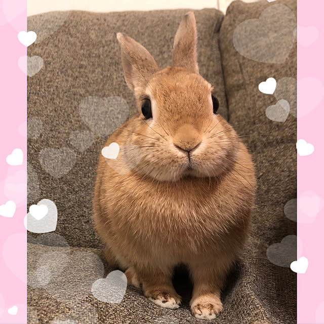 pikarunさんの実例写真