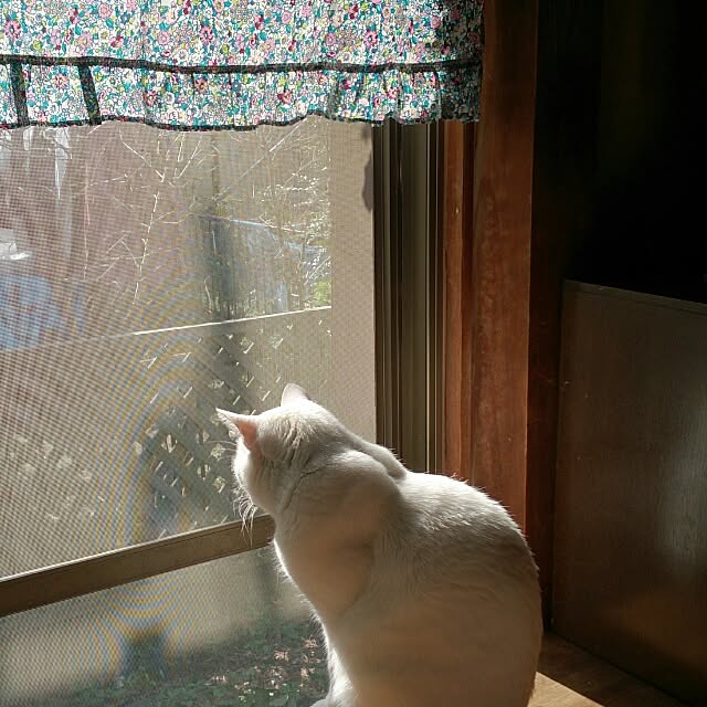amifuuさんの実例写真