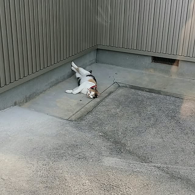 lemoned1126さんの実例写真
