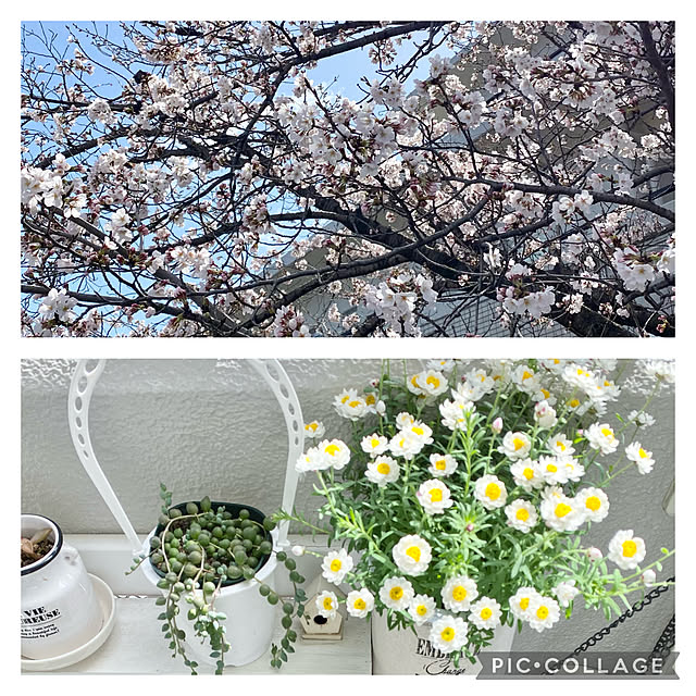 yukimaruさんの実例写真