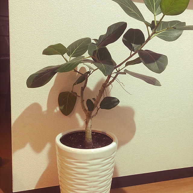 Cashewnutsさんの実例写真