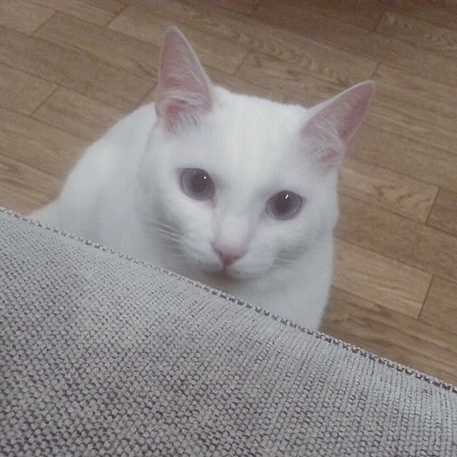 Tuuliさんの実例写真